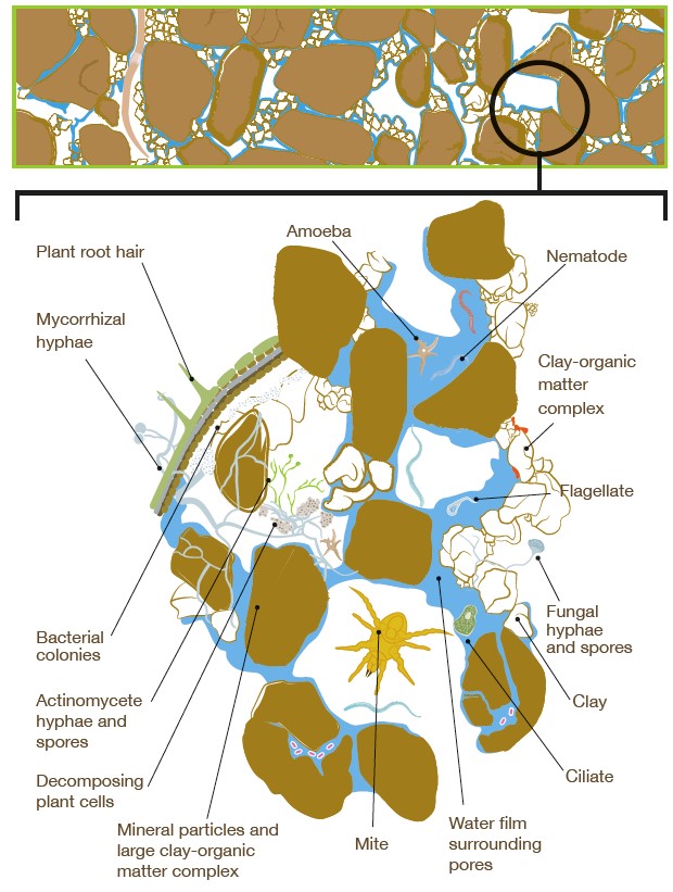 Arrangement of soil mineral particles and pore spaces provide a diverse habitat for different soil organisms